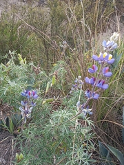 Lupinus pubescens