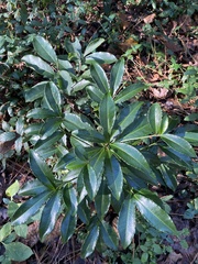 Photinia serratifolia
