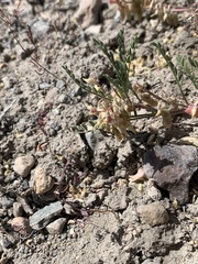 Astragalus johannis-howellii