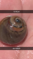 Neverita duplicata