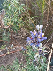 Lupinus pubescens