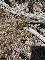 Astragalus johannis-howellii