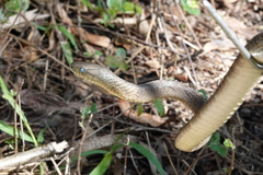 Dendroaspis jamesoni