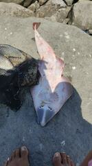 Pseudobatos planiceps