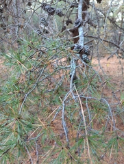 Pinus thunbergii