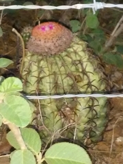 Melocactus zehntneri