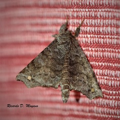 Olceclostera magniplaga