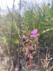 Dicerandra linearifolia