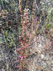 Dicerandra linearifolia