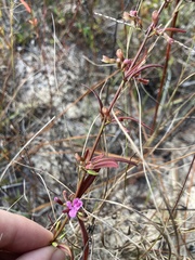 Dicerandra linearifolia