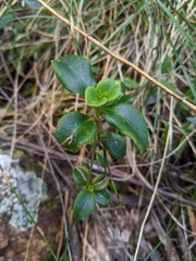 Coprosma hirtella