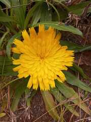 Calendula officinalis