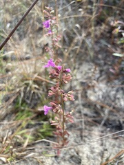 Dicerandra linearifolia