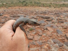 Karusasaurus polyzonus