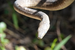 Dendroaspis jamesoni