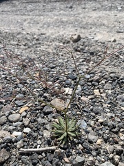 Oxytheca dendroidea dendroidea