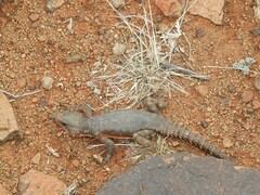 Karusasaurus polyzonus