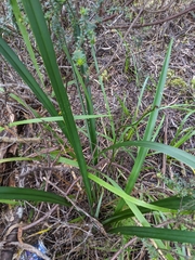 Dianella tasmanica