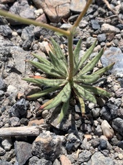 Oxytheca dendroidea dendroidea