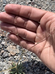 Oxytheca dendroidea dendroidea