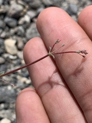 Oxytheca dendroidea dendroidea