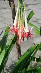 Fuchsia boliviana