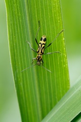 Chlorophorus annularis