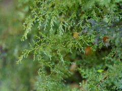 Hymenophyllum australe