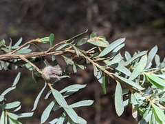 Leptospermum lanigerum
