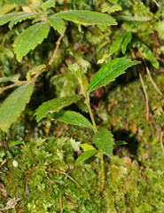 Atherosperma moschatum