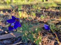 Cheiranthera linearis