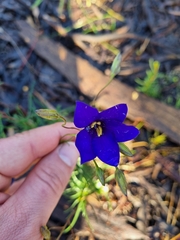 Cheiranthera linearis
