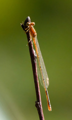 Ischnura prognata