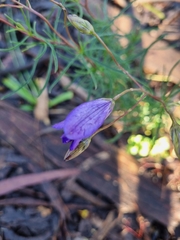 Cheiranthera linearis