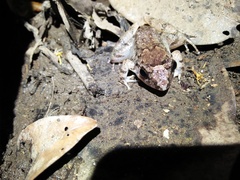 Limnonectes microdiscus
