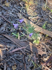 Cheiranthera linearis