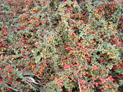 Cotoneaster buxifolius
