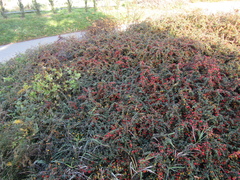 Cotoneaster buxifolius
