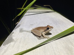 Litoria nigrofrenata