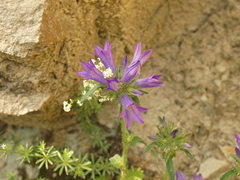 Campanula lingulata