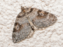Plemyria