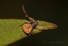 Misumenoides athleticus