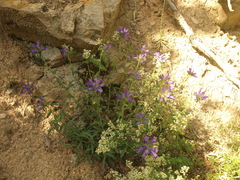 Campanula lingulata