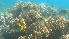 Chaetodon melannotus