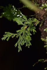 Hymenophyllaceae