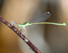 Ischnura prognata