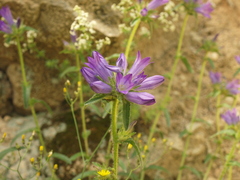Campanula lingulata