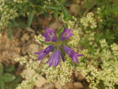 Campanula lingulata