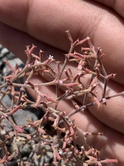 Chorizanthe brevicornu