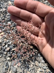 Chorizanthe brevicornu